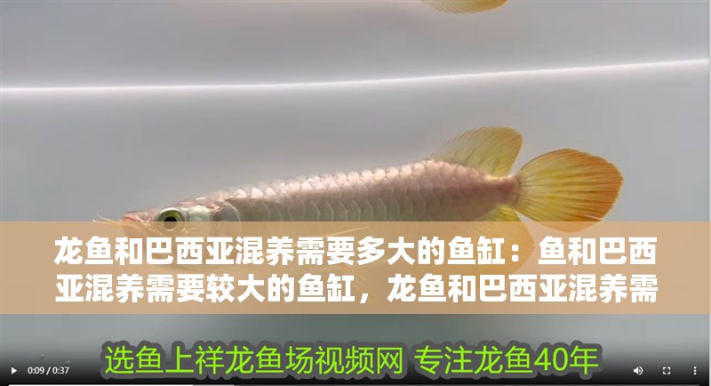 龍魚和巴西亞混養需要多大的魚缸：魚和巴西亞混養需要較大的魚缸，龍魚和巴西亞混養需要哪些過濾器