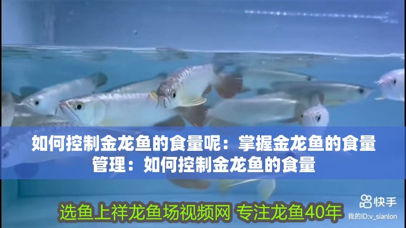 如何控制金龍魚的食量呢：掌握金龍魚的食量管理：如何控制金龍魚的食量