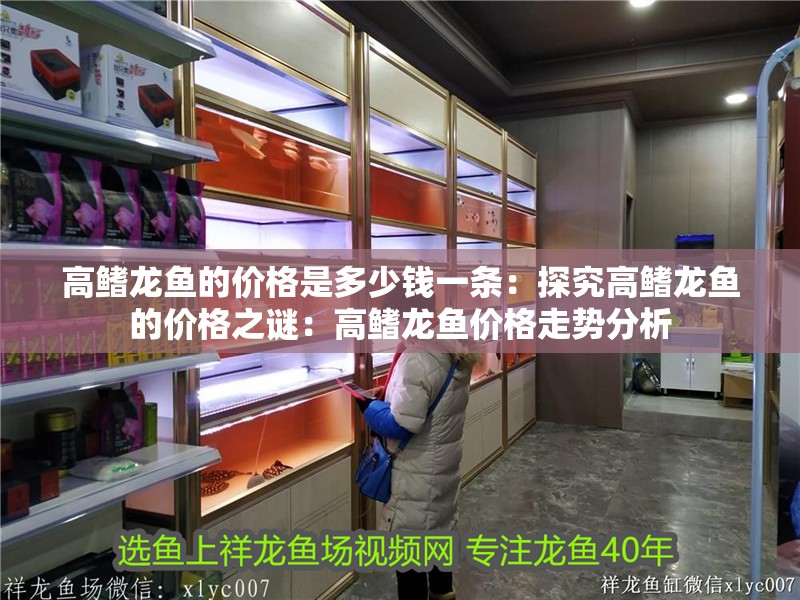 高鰭龍魚的價格是多少錢一條：探究高鰭龍魚的價格之謎：高鰭龍魚價格走勢分析