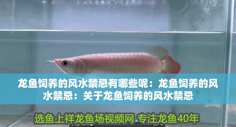 龍魚飼養(yǎng)的風(fēng)水禁忌有哪些呢：龍魚飼養(yǎng)的風(fēng)水禁忌：關(guān)于龍魚飼養(yǎng)的風(fēng)水禁忌