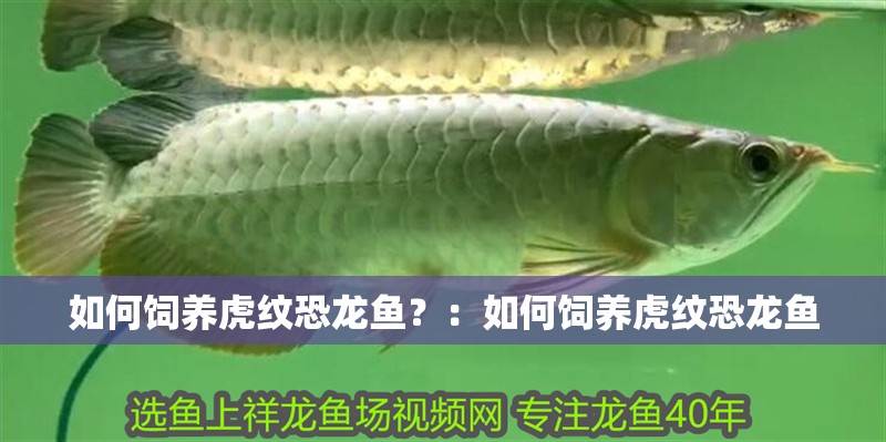 龍魚干蝦有營養嗎 如何飼養虎紋恐龍魚?:如何飼養虎紋恐龍魚 龍魚百科 如何飼養虎紋恐龍魚?:如何飼養虎紋恐龍魚 如何飼養虎紋恐龍魚?:如何飼養虎紋恐龍魚 龍魚百科
