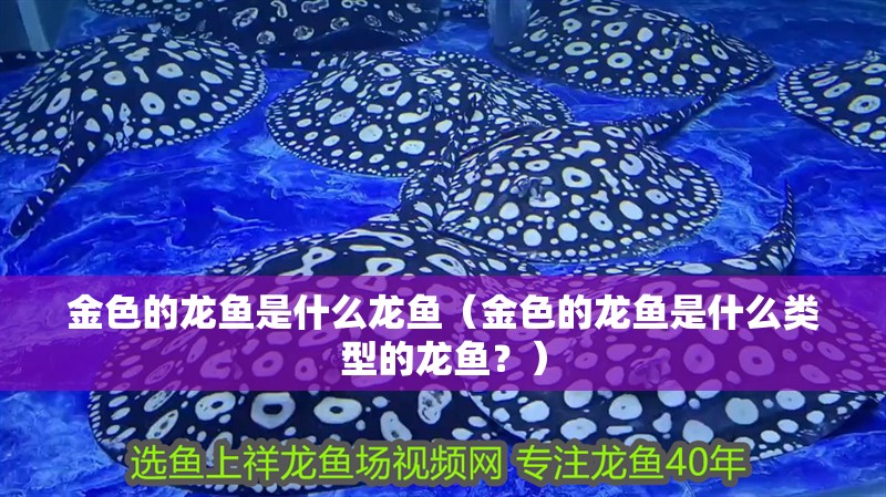 金色的龍魚是什么龍魚（金色的龍魚是什么類型的龍魚？）