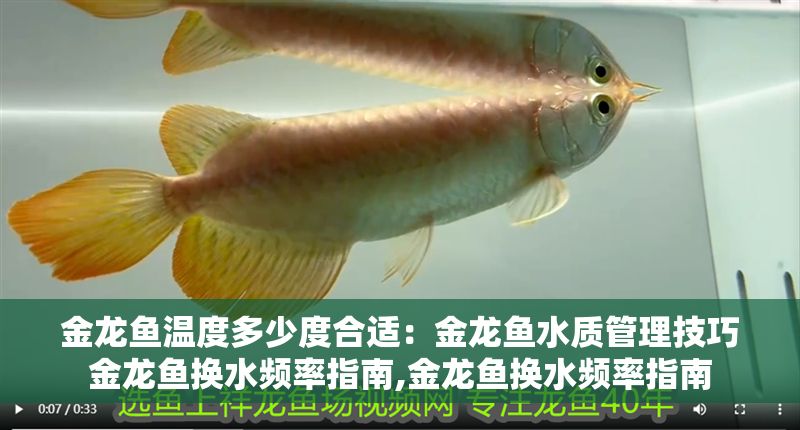 金龍魚溫度多少度合適：金龍魚水質管理技巧金龍魚換水頻率指南,金龍魚換水頻率指南