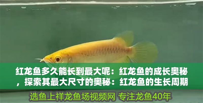 紅龍魚多久能長到最大呢：紅龍魚的成長奧秘，探索其最大尺寸的奧秘：紅龍魚的生長周期