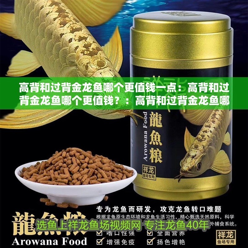 高背和過(guò)背金龍魚(yú)哪個(gè)更值錢(qián)一點(diǎn)：高背和過(guò)背金龍魚(yú)哪個(gè)更值錢(qián)？：高背和過(guò)背金龍魚(yú)哪個(gè)更值錢(qián)