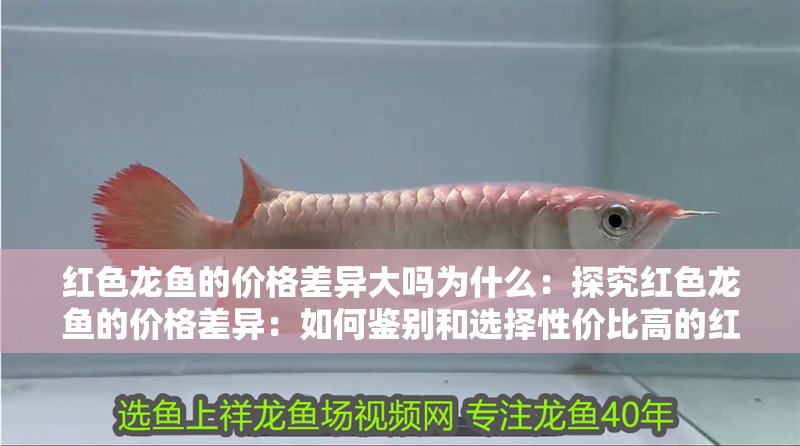 紅色龍魚的價格差異大嗎為什么：探究紅色龍魚的價格差異：如何鑒別和選擇性價比高的紅色龍魚