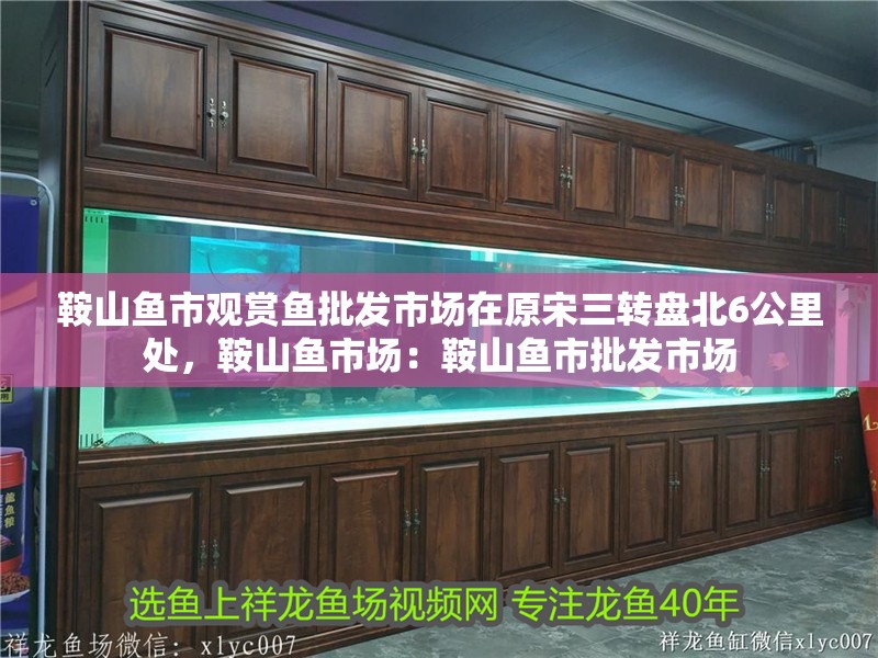 鞍山魚市觀賞魚批發市場在原宋三轉盤北6公里處，鞍山魚市場：鞍山魚市批發市場 鞍山魚市觀賞魚批發市場在原宋三轉盤北6公里處，鞍山魚市場：鞍山魚市批發市場 魚缸百科