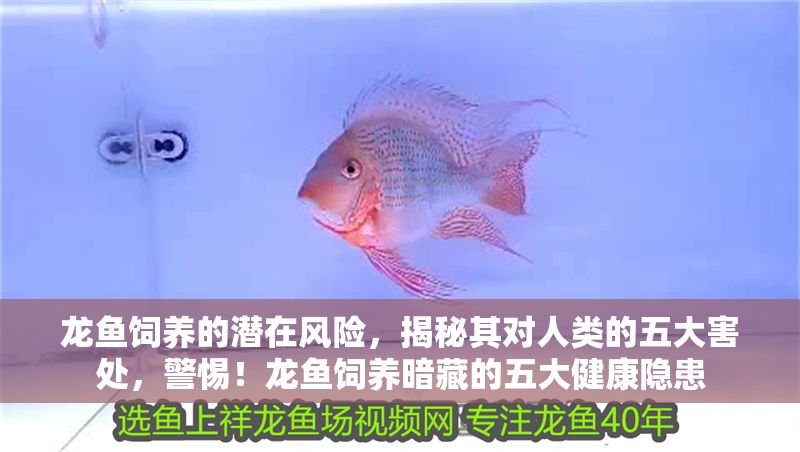 龍魚飼養(yǎng)的潛在風(fēng)險(xiǎn)，揭秘其對人類的五大害處，警惕！龍魚飼養(yǎng)暗藏的五大健康隱患