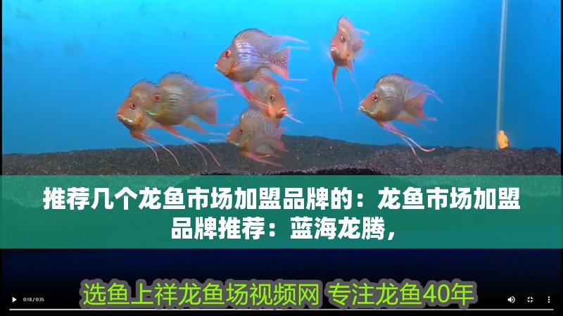 推薦幾個龍魚市場加盟品牌的：龍魚市場加盟品牌推薦：藍海龍騰，