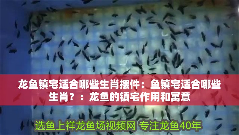 龍魚鎮宅適合哪些生肖擺件：魚鎮宅適合哪些生肖？：龍魚的鎮宅作用和寓意