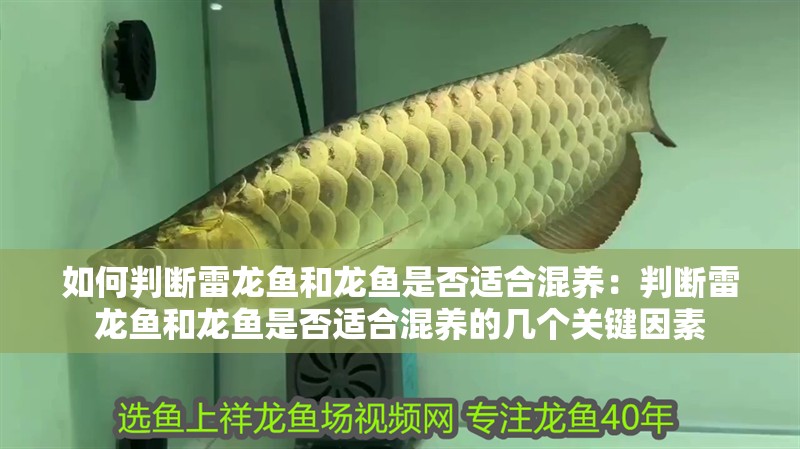 如何判斷雷龍魚和龍魚是否適合混養(yǎng)：判斷雷龍魚和龍魚是否適合混養(yǎng)的幾個關(guān)鍵因素
