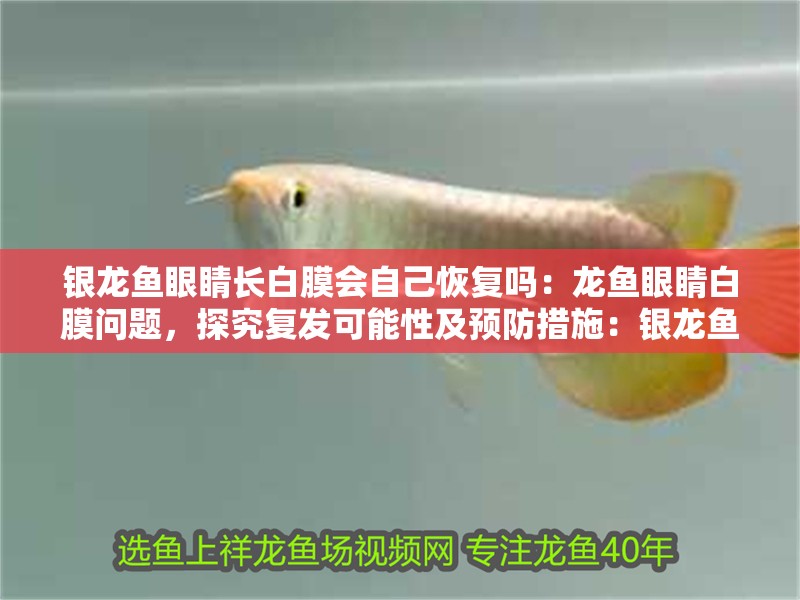 銀龍魚眼睛長白膜會自己恢復嗎：龍魚眼睛白膜問題，探究復發可能性及預防措施：銀龍魚眼睛白膜的原因及預防措施