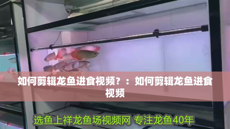 如何剪輯龍魚進(jìn)食視頻？：如何剪輯龍魚進(jìn)食視頻 如何剪輯龍魚進(jìn)食視頻？：如何剪輯龍魚進(jìn)食視頻 龍魚百科
