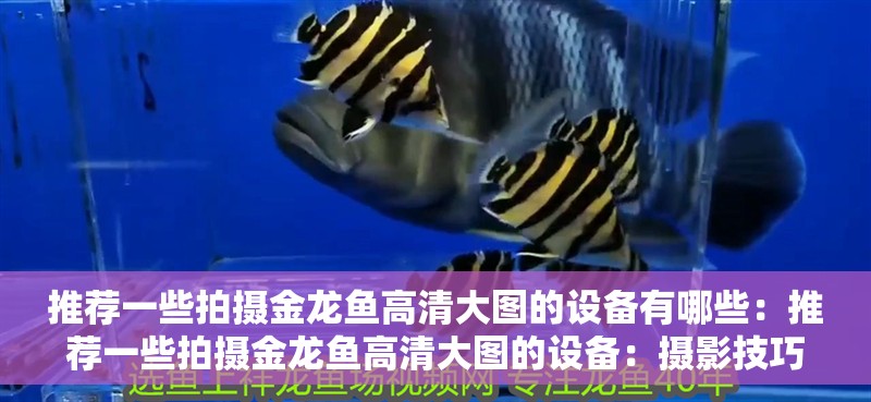 推薦一些拍攝金龍魚高清大圖的設備有哪些：推薦一些拍攝金龍魚高清大圖的設備：攝影技巧：金龍魚拍攝技巧