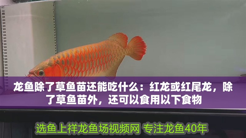 龍魚除了草魚苗還能吃什么：紅龍或紅尾龍，除了草魚苗外，還可以食用以下食物
