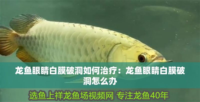 魚(yú)缸用增氧泵價(jià)格是多少:魚(yú)缸增氧機(jī)-xtrac增氧機(jī)-xtrac增氧機(jī) 龍魚(yú)眼睛白膜破洞如何治療:龍魚(yú)眼睛白膜破洞怎么辦 龍魚(yú)百科 龍魚(yú)眼睛白膜破洞如何治療:龍魚(yú)眼睛白膜破洞怎么辦 龍魚(yú)眼睛白膜破洞如何治療:龍魚(yú)眼睛白膜破洞怎么辦 龍魚(yú)百科