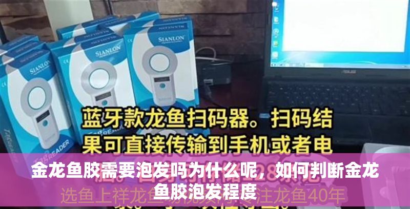 金龍魚膠需要泡發嗎為什么呢，如何判斷金龍魚膠泡發程度