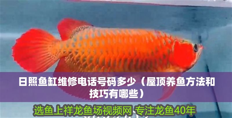 日照魚缸維修電話號碼多少（屋頂養魚方法和技巧有哪些） 日照魚缸維修電話號碼多少（屋頂養魚方法和技巧有哪些） 全國水族館企業名錄 第1張