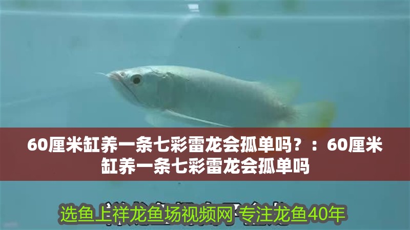 60厘米缸養一條七彩雷龍會孤單嗎？：60厘米缸養一條七彩雷龍會孤單嗎 60厘米缸養一條七彩雷龍會孤單嗎？：60厘米缸養一條七彩雷龍會孤單嗎 龍魚百科