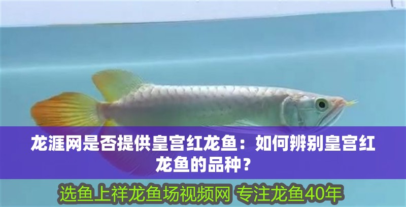 龍涯網(wǎng)是否提供皇宮紅龍魚：如何辨別皇宮紅龍魚的品種？ 龍涯網(wǎng)是否提供皇宮紅龍魚：如何辨別皇宮紅龍魚的品種？ 龍魚百科