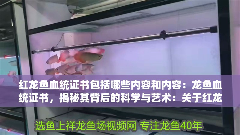 紅龍魚血統(tǒng)證書包括哪些內(nèi)容和內(nèi)容：龍魚血統(tǒng)證書，揭秘其背后的科學與藝術(shù)：關(guān)于紅龍魚血統(tǒng)證書的介紹