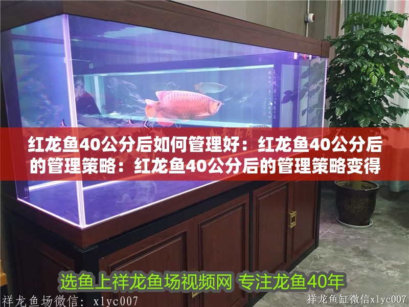 紅龍魚40公分后如何管理好：紅龍魚40公分后的管理策略：紅龍魚40公分后的管理策略變得尤為重要，紅龍魚的管理策略