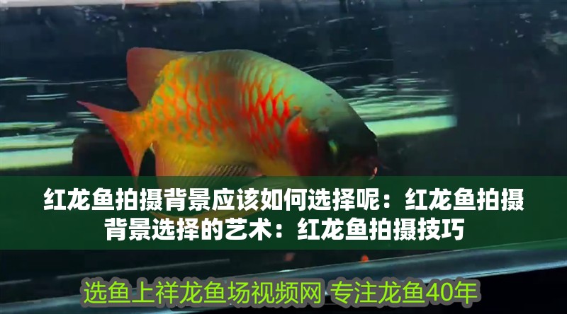 紅龍魚拍攝背景應該如何選擇呢：紅龍魚拍攝背景選擇的藝術：紅龍魚拍攝技巧