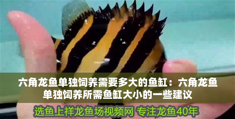 六角龍魚單獨飼養需要多大的魚缸：六角龍魚單獨飼養所需魚缸大小的一些建議
