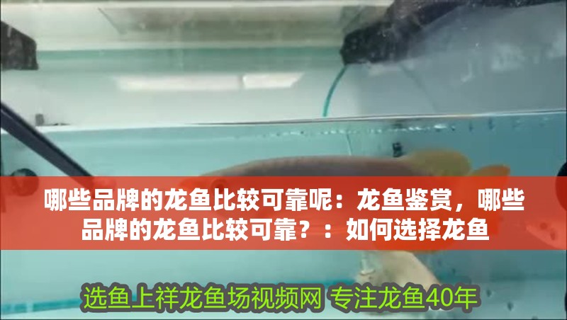 哪些品牌的龍魚比較可靠呢：龍魚鑒賞，哪些品牌的龍魚比較可靠？：如何選擇龍魚