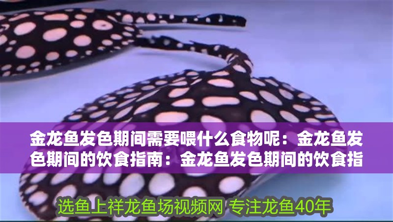 金龍魚發色期間需要喂什么食物呢：金龍魚發色期間的飲食指南：金龍魚發色期間的飲食指南
