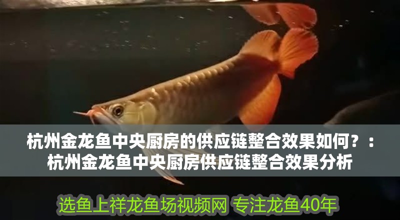 杭州金龍魚中央廚房的供應鏈整合效果如何？：杭州金龍魚中央廚房供應鏈整合效果分析 杭州金龍魚中央廚房的供應鏈整合效果如何？：杭州金龍魚中央廚房供應鏈整合效果分析 龍魚百科