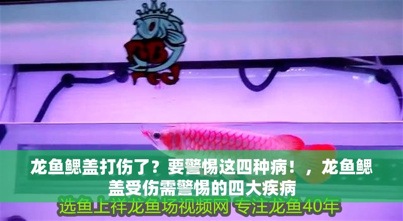 龍魚鰓蓋打傷了？要警惕這四種病！，龍魚鰓蓋受傷需警惕的四大疾病