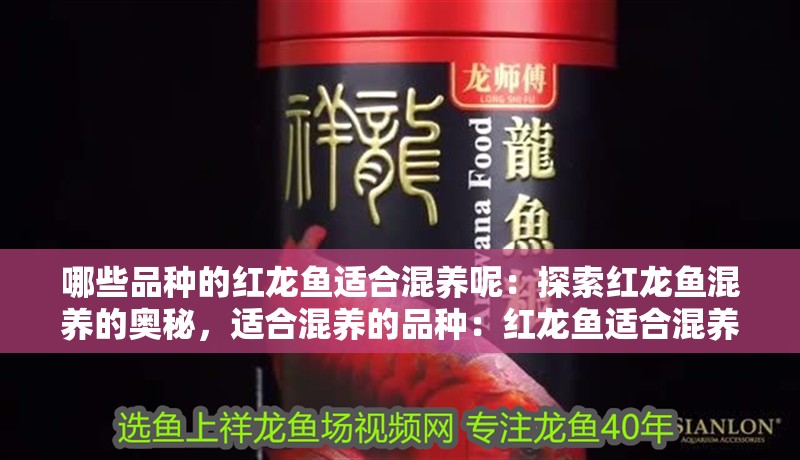 我的虎魚真菌感染了要怎么處理 哪些品種的紅龍魚適合混養(yǎng)呢:探索紅龍魚混養(yǎng)的奧秘,適合混養(yǎng)的品種:紅龍魚適合混養(yǎng)嗎 水族問答 哪些品種的紅龍魚適合混養(yǎng)呢:探索紅龍魚混養(yǎng)的奧秘,適合混養(yǎng)的品種:紅龍魚適合混養(yǎng)嗎 哪些品種的紅龍魚適合混養(yǎng)呢:探索紅龍魚混養(yǎng)的奧秘,適合混養(yǎng)的品種:紅龍魚適合混養(yǎng)嗎 水族問答