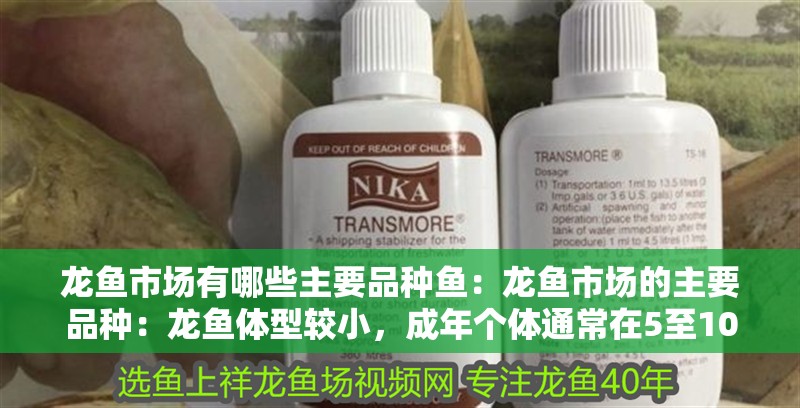 龍魚市場有哪些主要品種魚：龍魚市場的主要品種：龍魚體型較小，成年個體通常在5至10厘米長的龍魚體型較小 龍魚市場有哪些主要品種魚：龍魚市場的主要品種：龍魚體型較小，成年個體通常在5至10厘米長的龍魚體型較小 水族問答