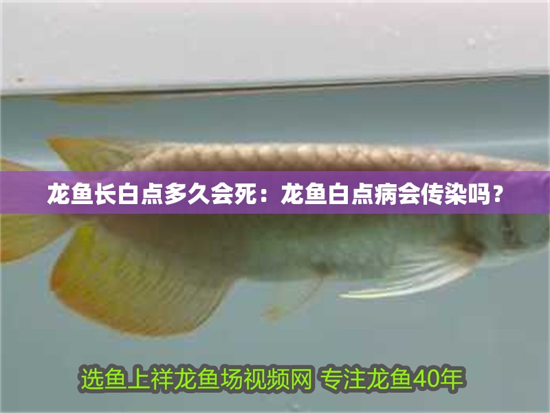 龍魚長白點多久會死：龍魚白點病會傳染嗎？