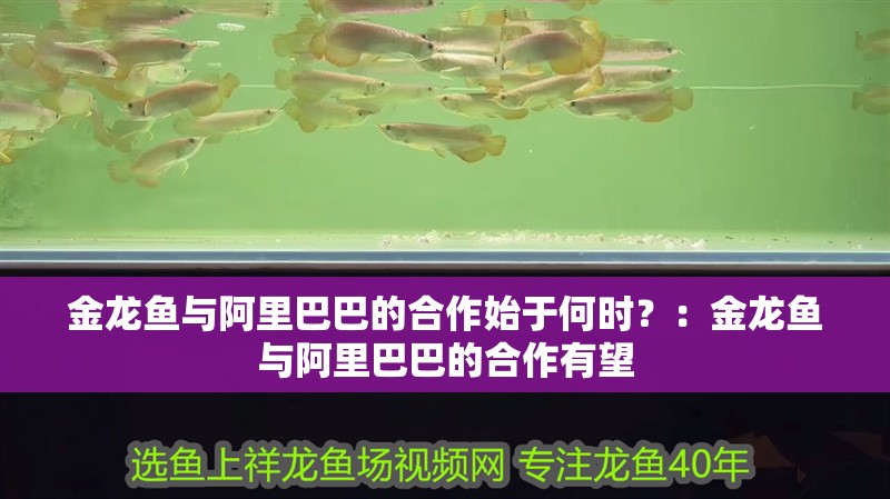 金龍魚與阿里巴巴的<strong><mark>合作</mark></strong>始于何時？：金龍魚與阿里巴巴的<strong><mark>合作</mark></strong>有望