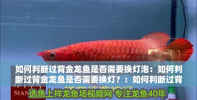 如何判斷過背金龍魚是否需要換燈泡：如何判斷過背金龍魚是否需要換燈？：如何判斷過背金龍魚是否需要換燈泡