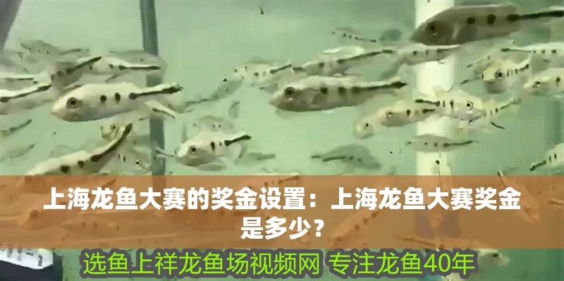 上海龍魚大賽的獎金設(shè)置：上海龍魚大賽獎金是多少？ 上海龍魚大賽的獎金設(shè)置：上海龍魚大賽獎金是多少？ 龍魚百科