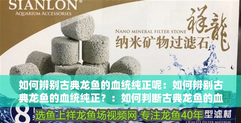 如何辨別古典龍魚的血統純正呢：如何辨別古典龍魚的血統純正？：如何判斷古典龍魚的血統純正 如何辨別古典龍魚的血統純正呢：如何辨別古典龍魚的血統純正？：如何判斷古典龍魚的血統純正 水族問答