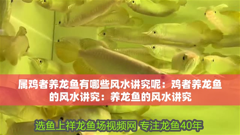 屬雞者養(yǎng)龍魚有哪些風(fēng)水講究呢：雞者養(yǎng)龍魚的風(fēng)水講究：養(yǎng)龍魚的風(fēng)水講究