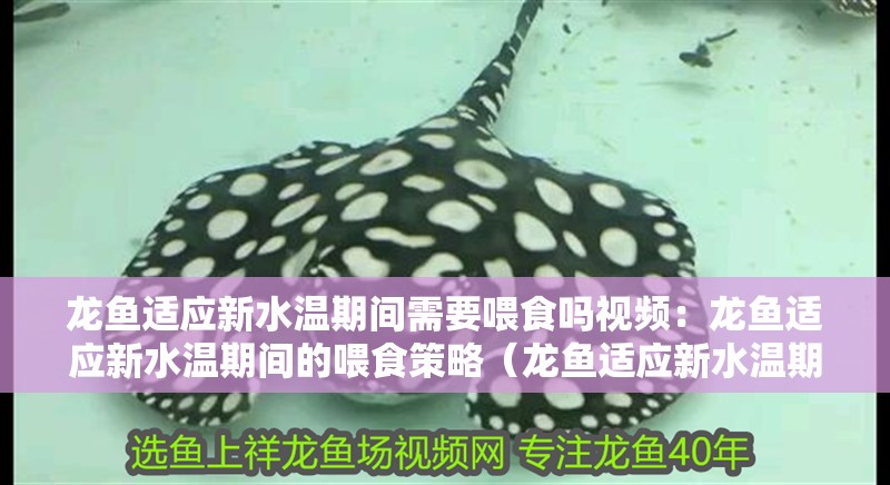 龍魚適應(yīng)新水溫期間需要喂食嗎視頻：龍魚適應(yīng)新水溫期間的喂食策略（龍魚適應(yīng)新水溫期間喂食策略，龍魚適應(yīng)新水溫期間的喂食策略）