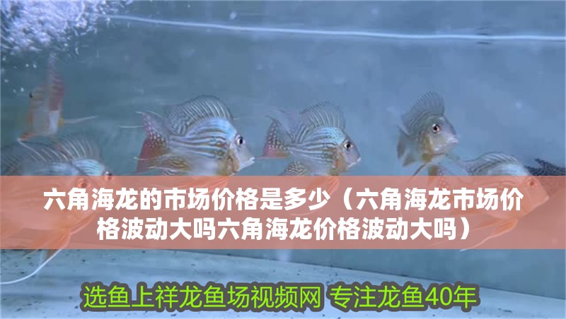 六角海龍的市場價格是多少（六角海龍市場價格波動大嗎六角海龍價格波動大嗎）