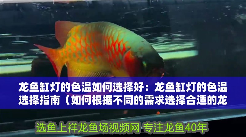 龍魚缸燈的色溫如何選擇好：龍魚缸燈的色溫選擇指南（如何根據不同的需求選擇合適的龍魚缸燈色溫）
