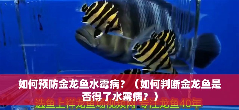 如何預防金龍魚水霉病？（如何判斷金龍魚是否得了水霉病？）