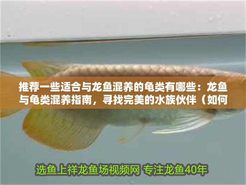 推薦一些適合與龍魚混養的龜類有哪些：龍魚與龜類混養指南，尋找完美的水族伙伴（如何選擇適合的龜類？）