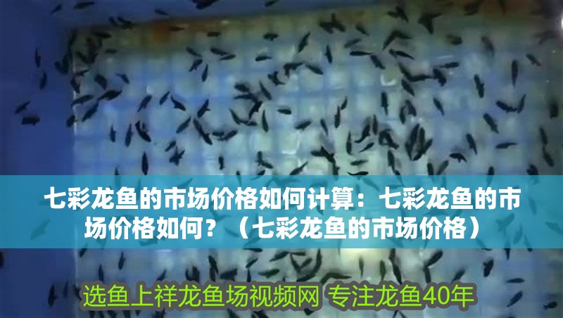 七彩龍魚的市場價格如何計算：七彩龍魚的市場價格如何？（七彩龍魚的市場價格） 七彩龍魚的市場價格如何計算：七彩龍魚的市場價格如何？（七彩龍魚的市場價格） 水族問答