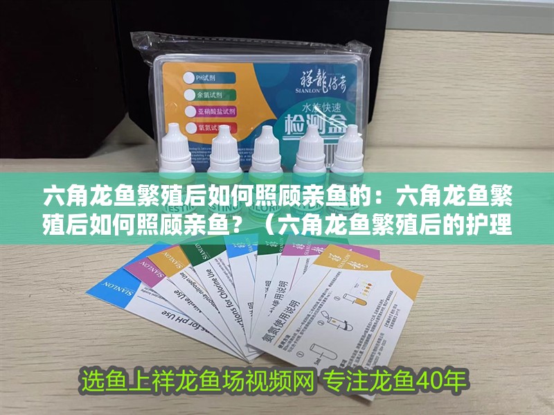 六角龍魚繁殖后如何照顧親魚的：六角龍魚繁殖后如何照顧親魚？（六角龍魚繁殖后的護理）