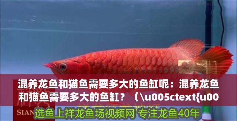 混養龍魚和貓魚需要多大的魚缸呢：混養龍魚和貓魚需要多大的魚缸？（\u005ctext{u005ctext{u005ctext{）
