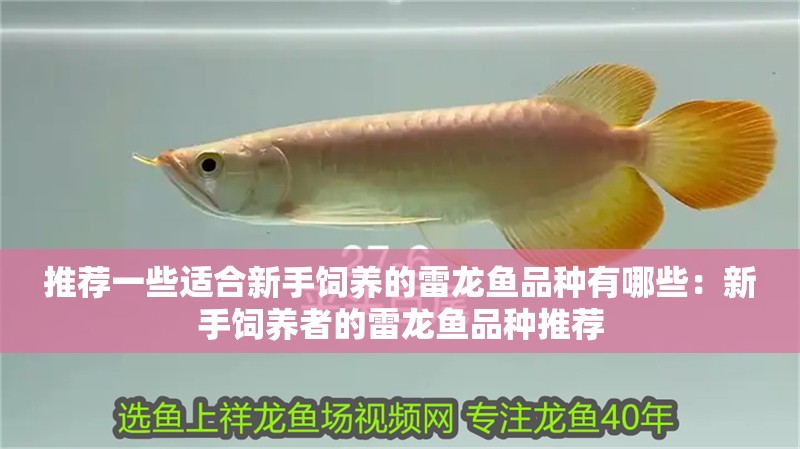 推薦一些適合新手飼養(yǎng)的雷龍魚品種有哪些：新手飼養(yǎng)者的雷龍魚品種推薦