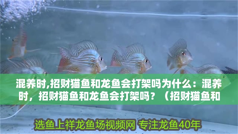 混養(yǎng)時,招財貓魚和龍魚會打架嗎為什么：混養(yǎng)時，招財貓魚和龍魚會打架嗎？（招財貓魚和龍魚在混養(yǎng)時會發(fā)生沖突嗎？）